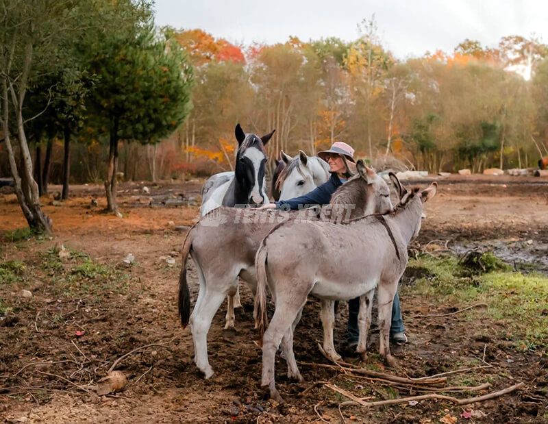 Glamping with the Wild Horses